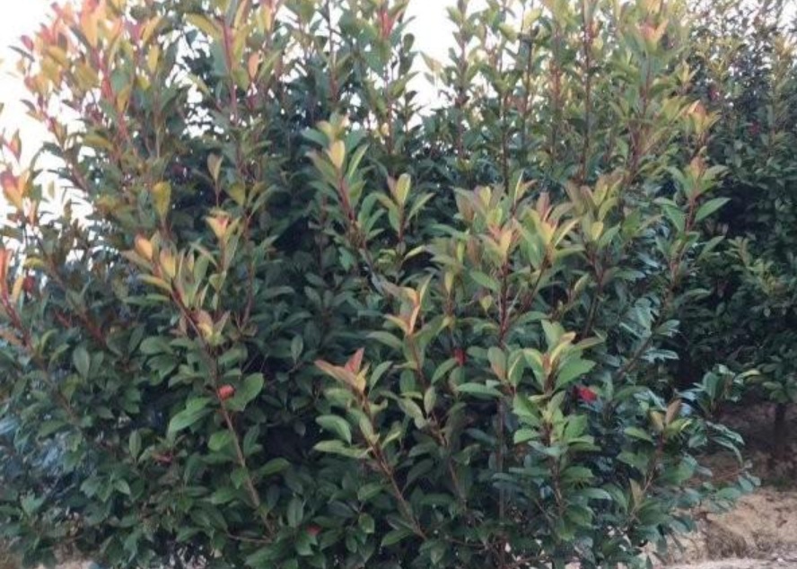 1629902427422289.jpg image.jpg