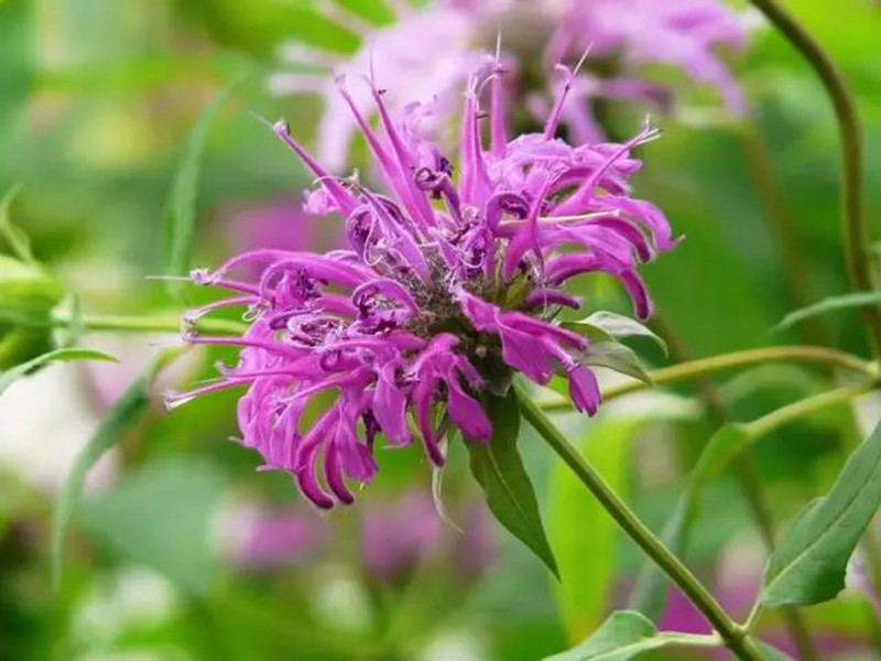 夏日清新香草—薄荷  藥用價值高