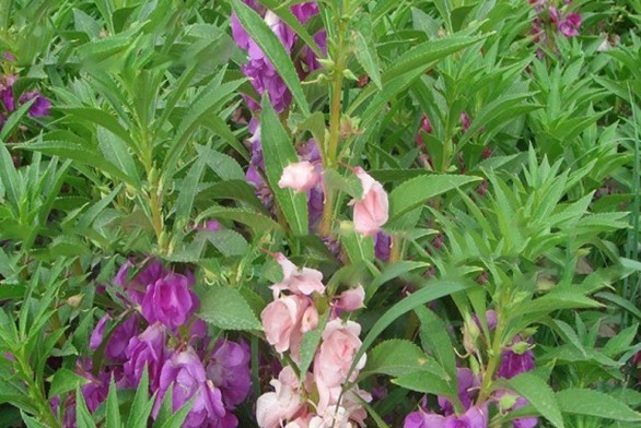 1629952717816071.jpg CHLZ76@AUD(0T1RRI3D6P%T.jpg