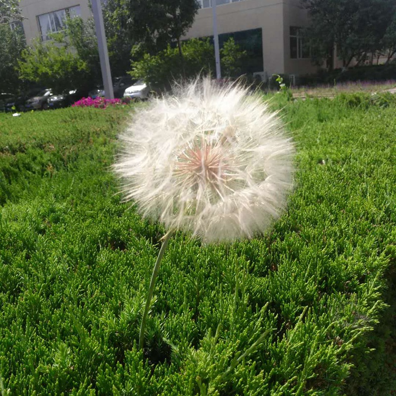 蒲公英五大功效和三大禁忌你知道嗎