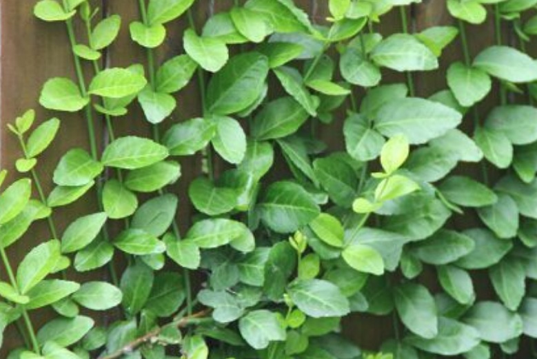 1629964737207976.jpg 扶芳藤2.jpg