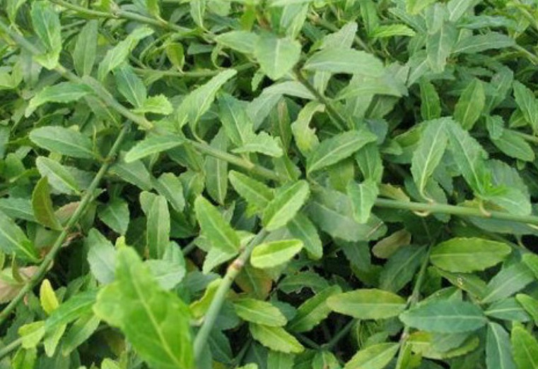 1629964750976888.jpg 扶芳藤3.jpg