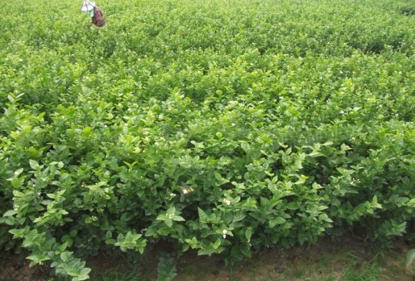 1629991455866678.jpg image.jpg