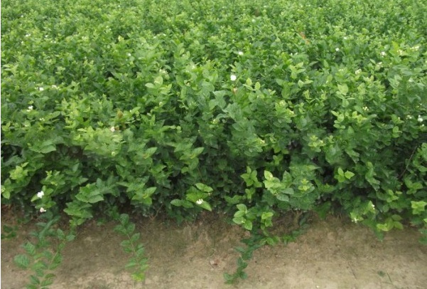 1629991506105449.jpg image.jpg