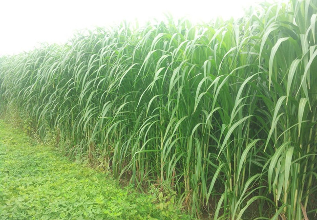 1630048518952241.jpg 巨菌草_副本.jpg