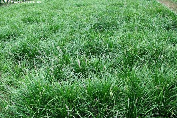 1630051355295193.jpg 51e42221bbe2e64898f328cf69f5eefa_1560186048157240.jpg