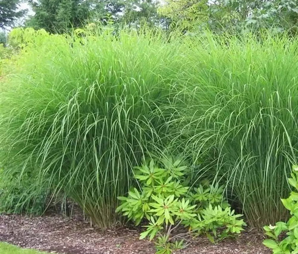 細葉芒草2_副本.jpg