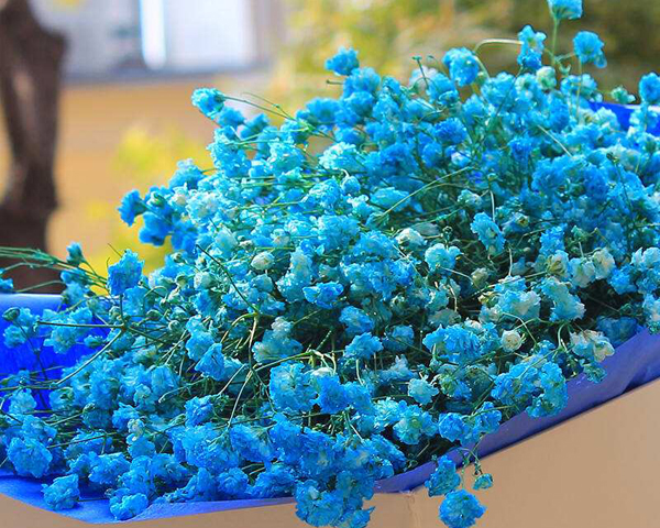 藍(lán)色滿(mǎn)天星的花語(yǔ)是什么？藍(lán)色滿(mǎn)天星的寓意和象征