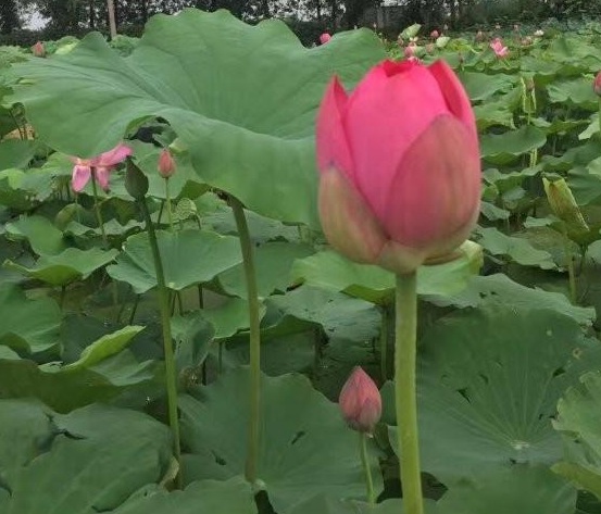 1630069855757013.jpg KSUR3)O87FA3064JZC3X_YW.jpg