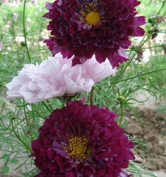 1630070973600630.jpg 2EA~E7PD6EJTJ5FQNC_5JLA.jpg