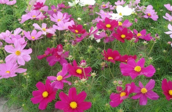 1630071510193882.jpg `AK%G6HS6}2NH1E%VDAO[5C.jpg