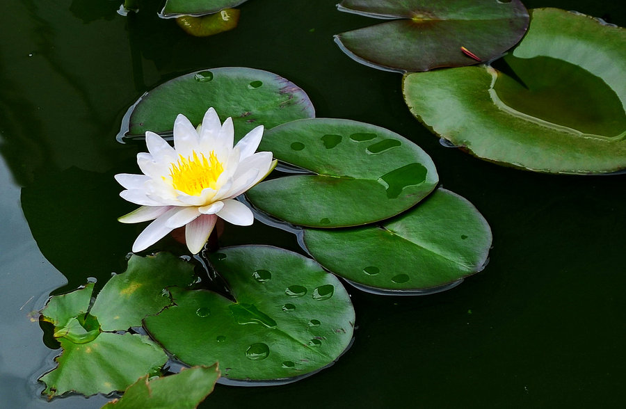 1630075743331304.jpg 1630075743331304.jpg