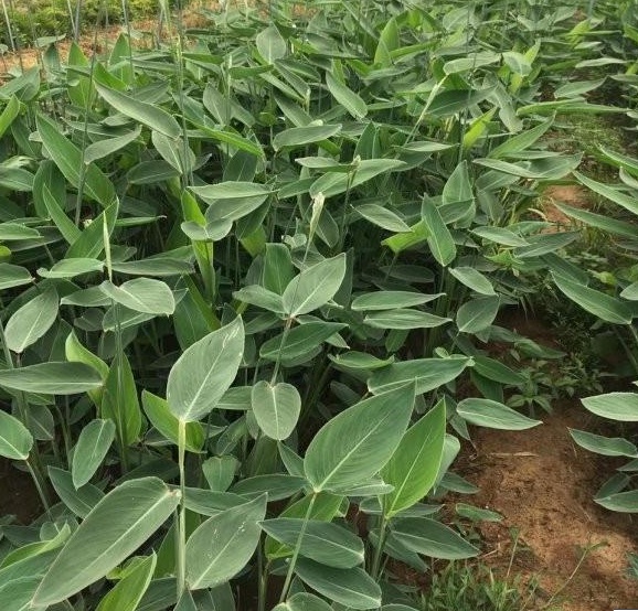 1630133859884815.jpg %BV22J_84Q$(4U3@$9P9P4T.jpg