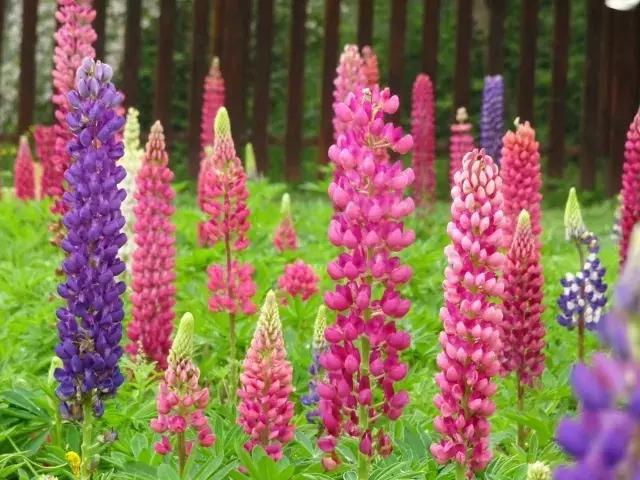 魯冰花繁殖技巧，怎么才能養(yǎng)好魯冰花？