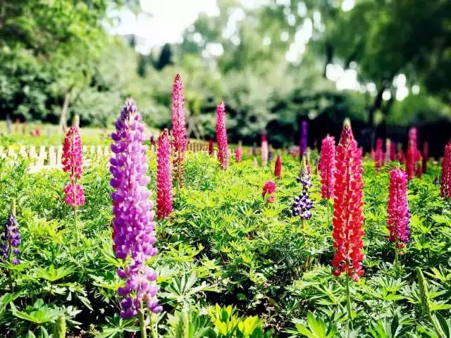 魯冰花繁殖技巧，怎么才能養(yǎng)好魯冰花？