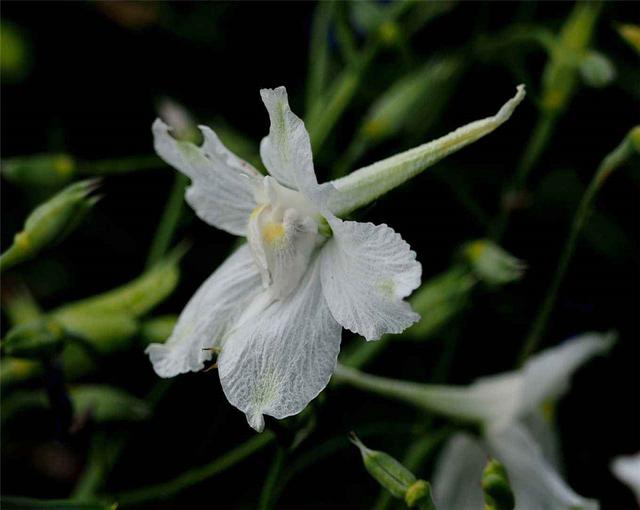 飛燕草是什么？養(yǎng)的時(shí)候要注意哪些問題呢？