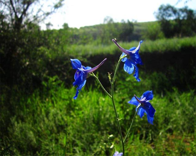 飛燕草是什么？養(yǎng)的時(shí)候要注意哪些問題呢？