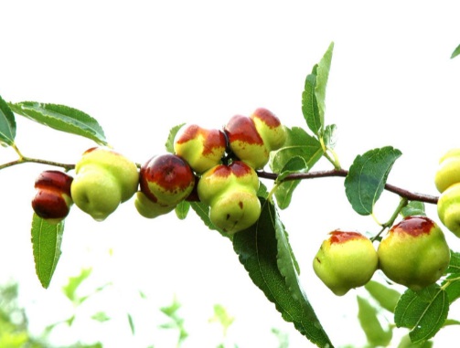 1630166283720377.jpg image.jpg