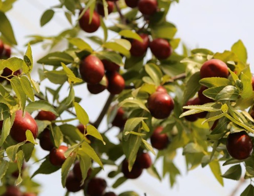 1630166298744332.jpg image.jpg