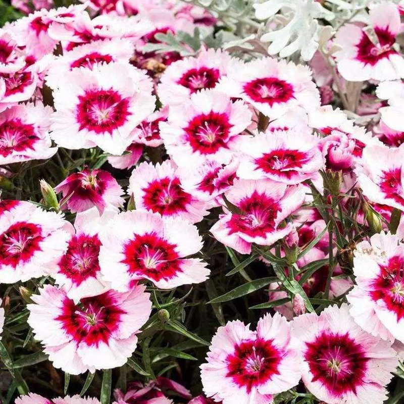 石竹花盆栽的養(yǎng)護(hù)管理