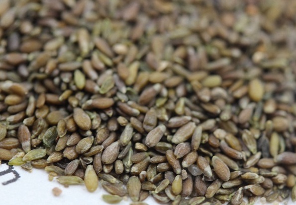 1630236266512557.jpg image.jpg