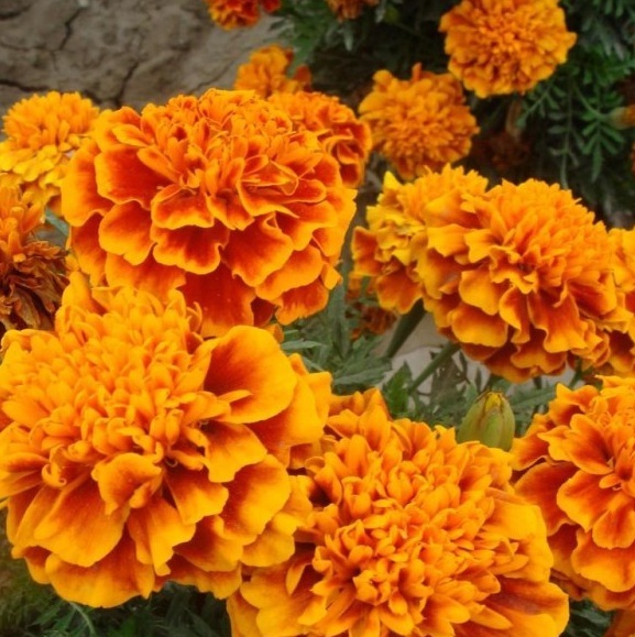 1630236285940505.jpg image.jpg