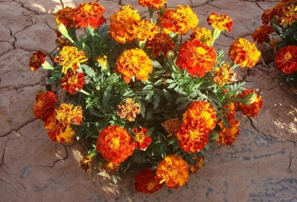 1630236295223787.jpg image.jpg