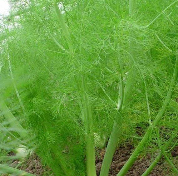 1630236677911923.jpg image.jpg