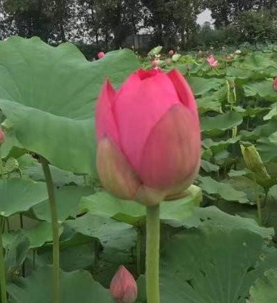 1630238837924326.jpg 2NA0C8}DX2{83BCI(9D{3JX.jpg