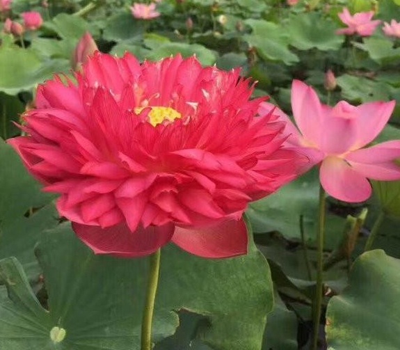 1630238857502639.jpg 2SO@FZPRK8BX41[{L411II8.jpg