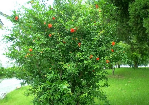 1630240176626063.jpg image.jpg