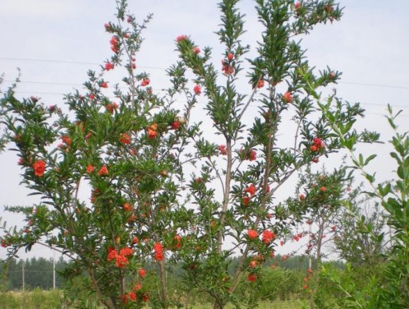 1630240185633055.jpg image.jpg