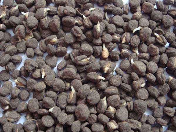 ?oo????§??-????è????oè????????