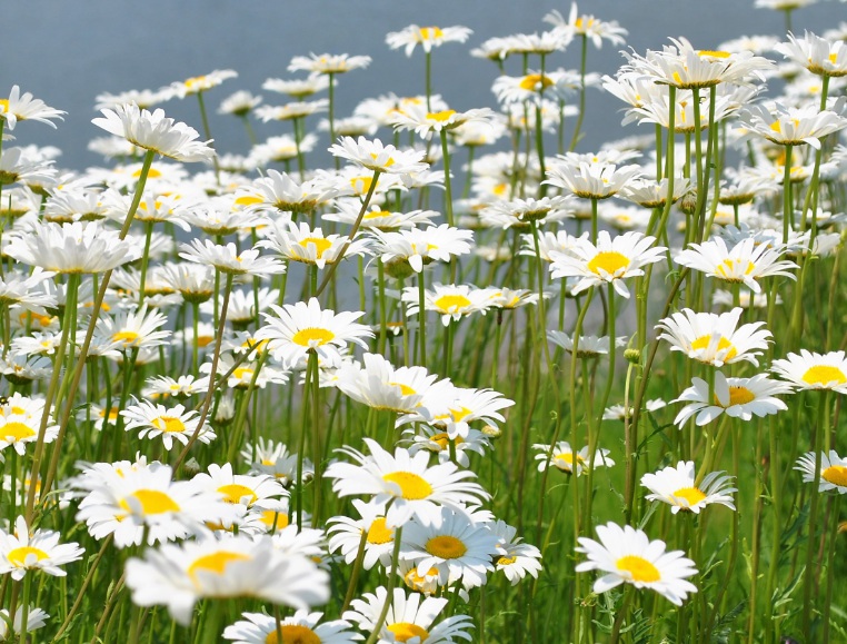 1630250035147745.jpg 雛菊3.jpg