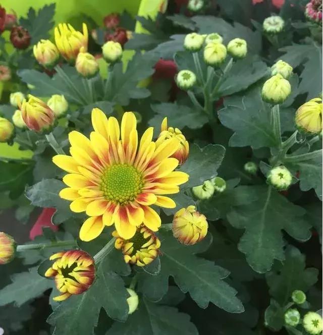 小雛菊如何養護，做到以下四點