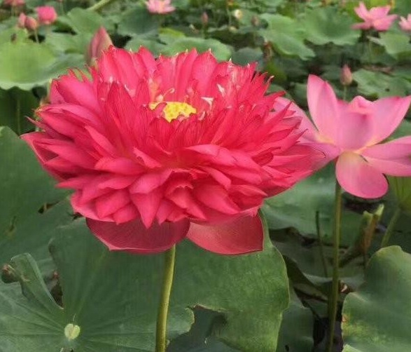 1630291504188940.jpg R02I@X)IUZ9YKYJAX73QBOH.jpg