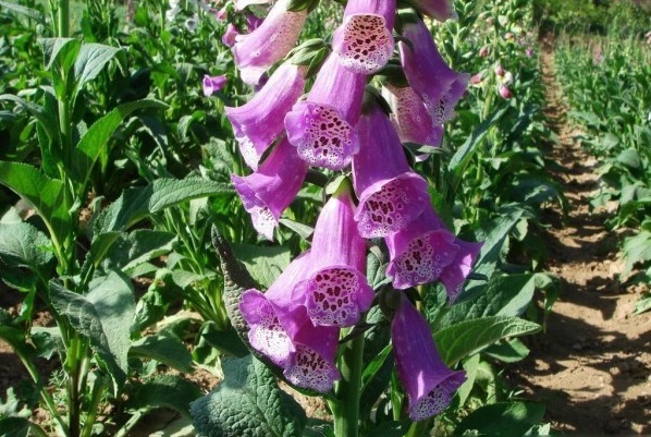 1630379491863344.jpg 4.jpg