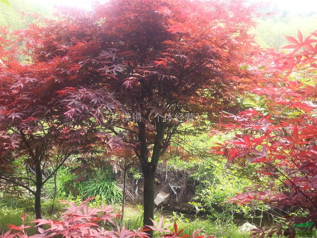 1630394827844718.jpg 1630394827844718.jpg