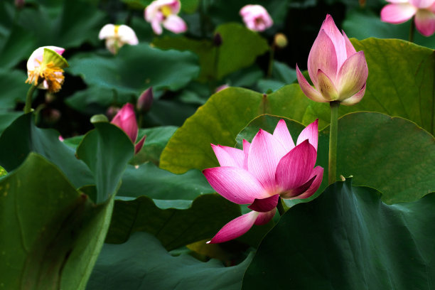 1630396138764582.jpg ce5d1fb599838180f6a5a66762271a9b_t01f84a9e09e122203b.jpg