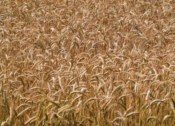 燕麥圖片 燕麥圖片