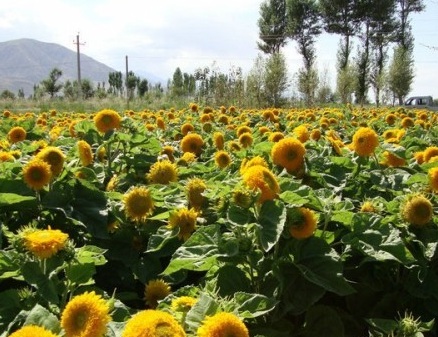 1630417020703892.jpg image.jpg