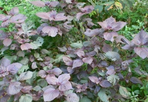 1630417451735618.jpg image.jpg