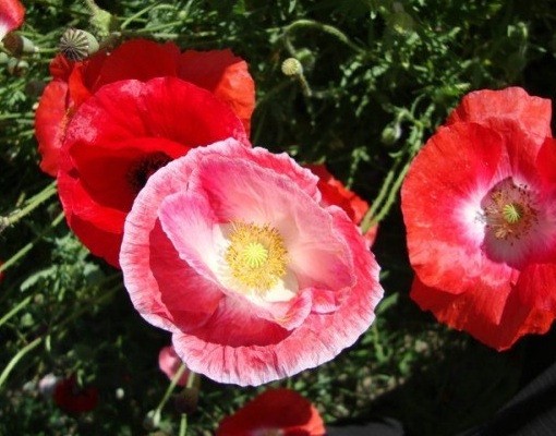 1630452314376424.jpg image.jpg