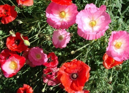 1630452327849760.jpg image.jpg