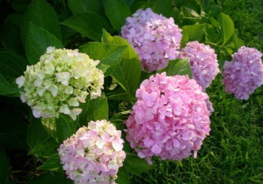 1630471074551973.jpg image.jpg