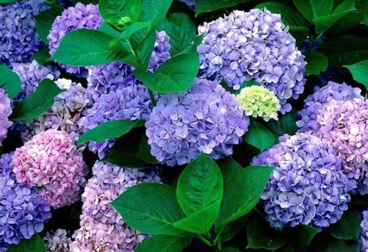 1630471463974688.jpg image.jpg