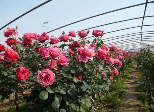 1630481714956117.jpg image.jpg