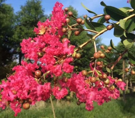 1630481810440392.jpg image.jpg