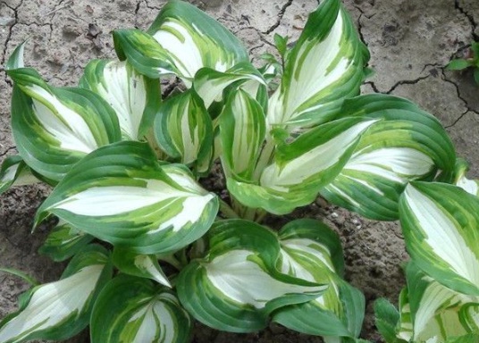 1630482159807611.jpg image.jpg