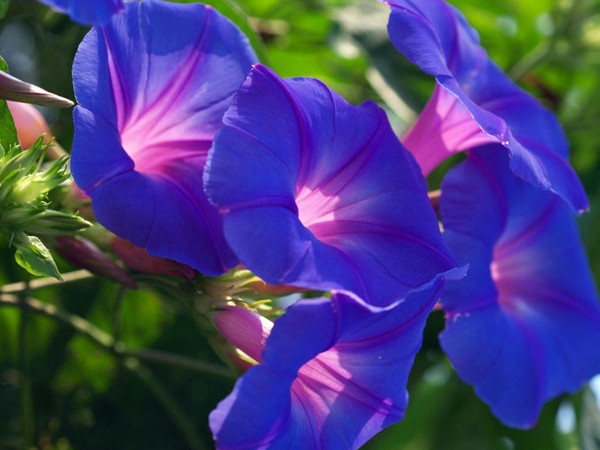 1630486726504407.jpg 牽牛花.jpg